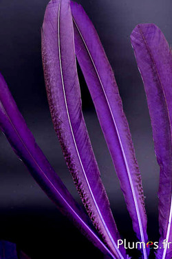 Pfau violett - 45-52 cm - violett